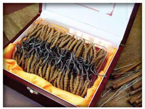 尉氏冬虫夏草回收